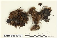 藏品(貓耳衣屬)的圖片